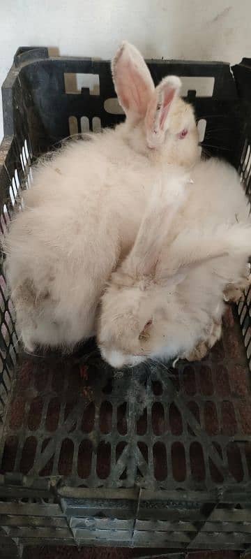 English American Angora Rabbits 3