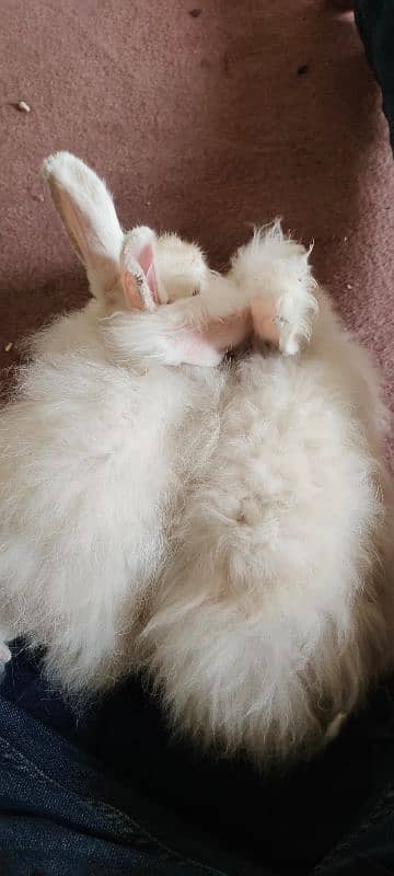 English American Angora Rabbits 4