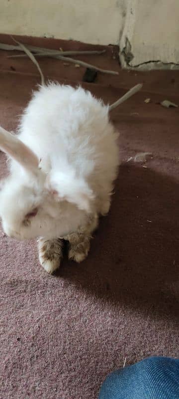 English American Angora Rabbits 5