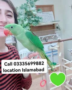 Final 17500 Hand Tamed Friendly Kashmiri Raw Male Parrot Jumbo Size