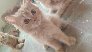 persian ginger color kittens double coat