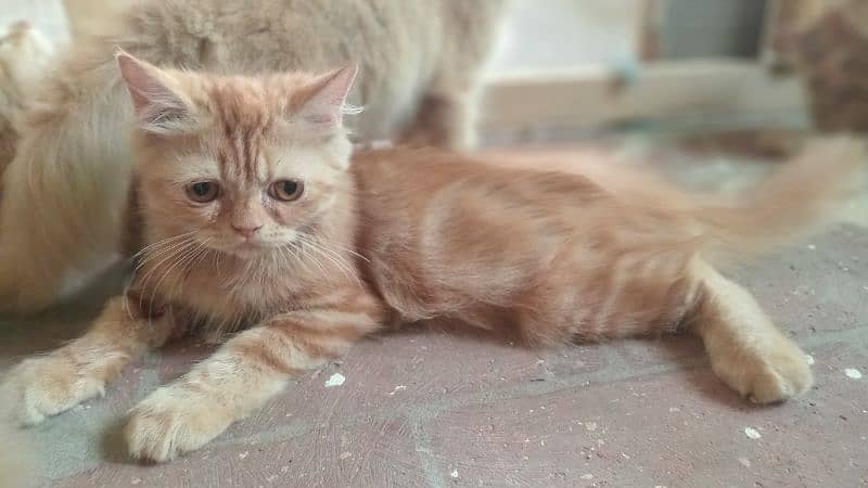 persian ginger color kittens double coat 1