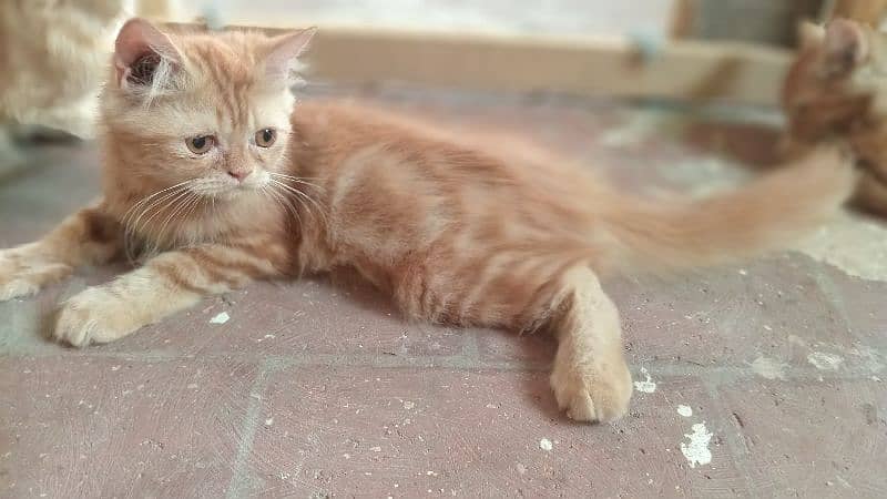 persian ginger color kittens double coat 2