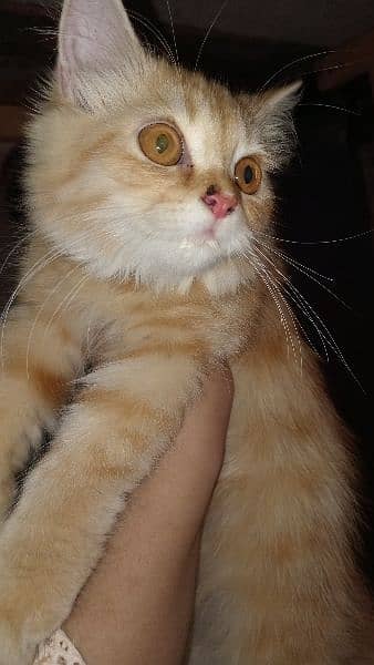 persian ginger color kittens double coat 3