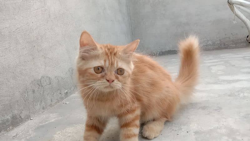 persian ginger color kittens double coat 4