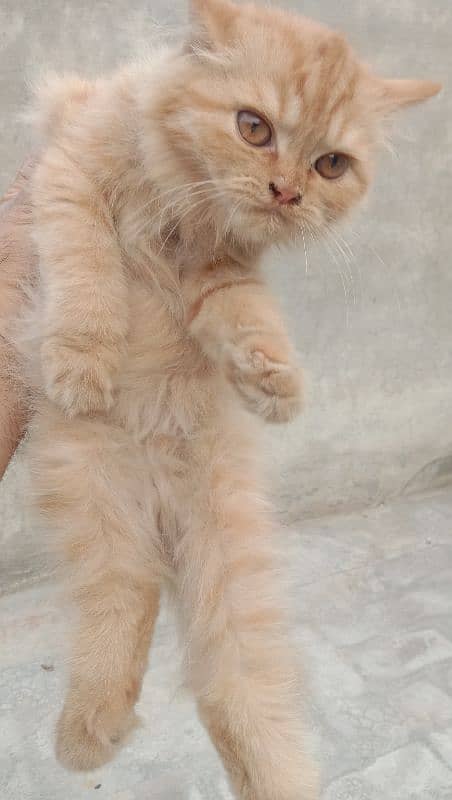 persian ginger color kittens double coat 5