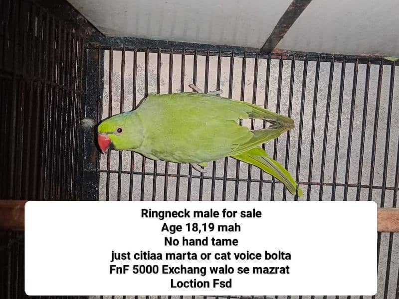 Bird Green mithoo for sale  0321.7242445 only call 0