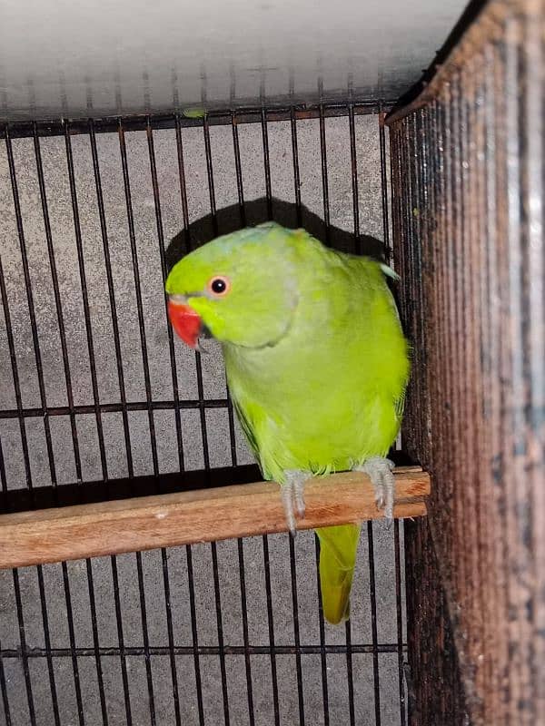 Bird Green mithoo for sale  0321.7242445 only call 7