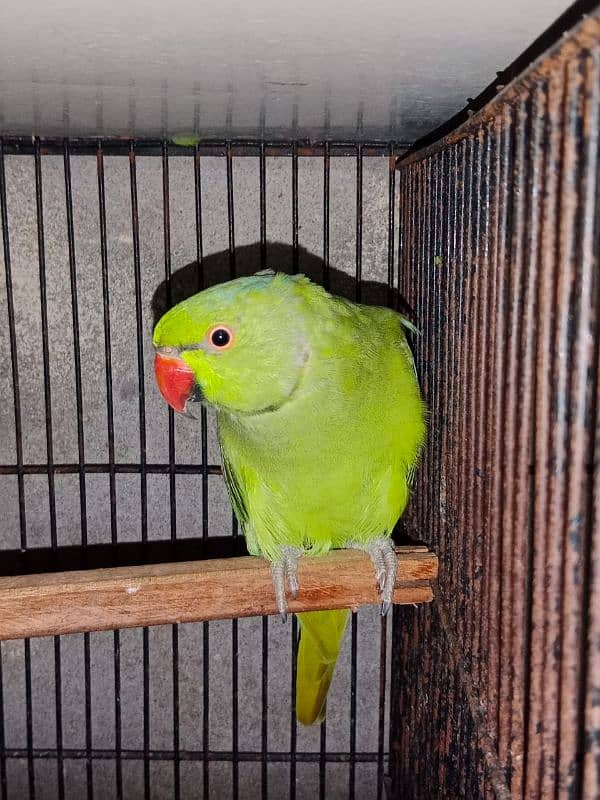 Bird Green mithoo for sale  0321.7242445 only call 8