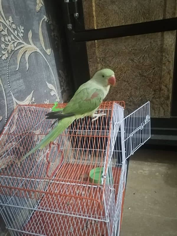 Raw baby Parrot 2