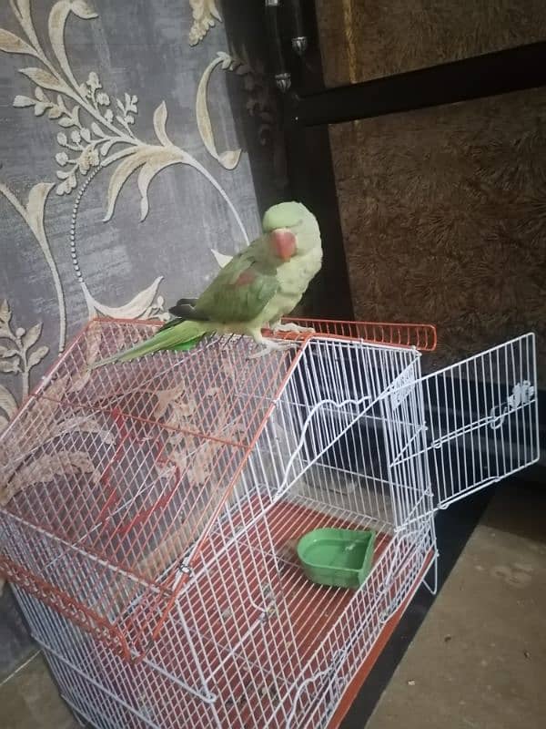 Raw baby Parrot 3