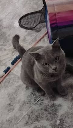 Grey Persian for Sale