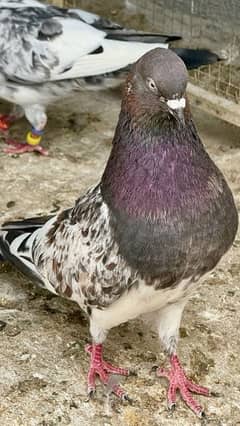 pigeon