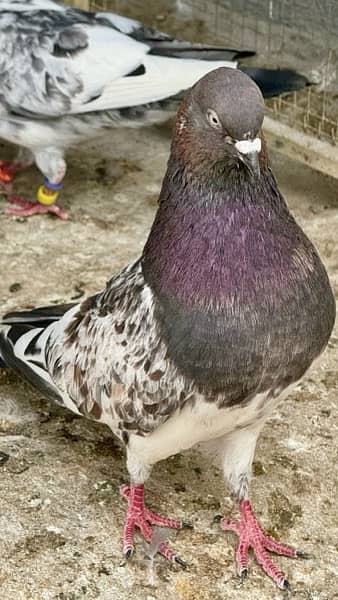 pigeon for sale indian 0