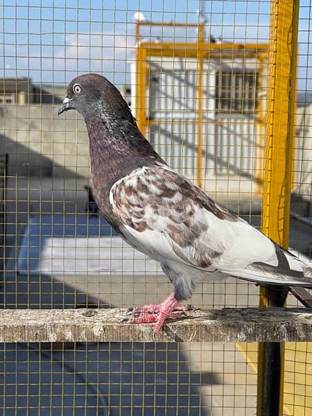 pigeon for sale indian 2