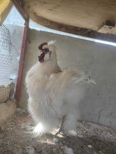 silkie male