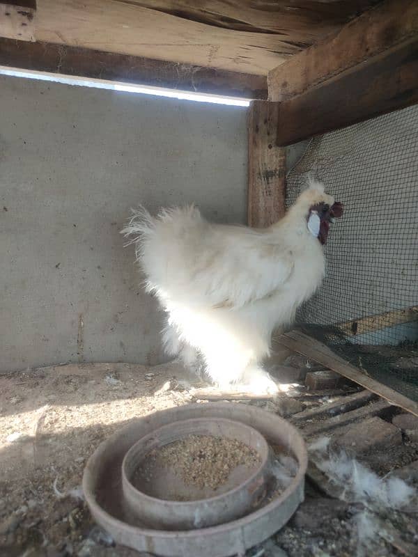 silkie male 2