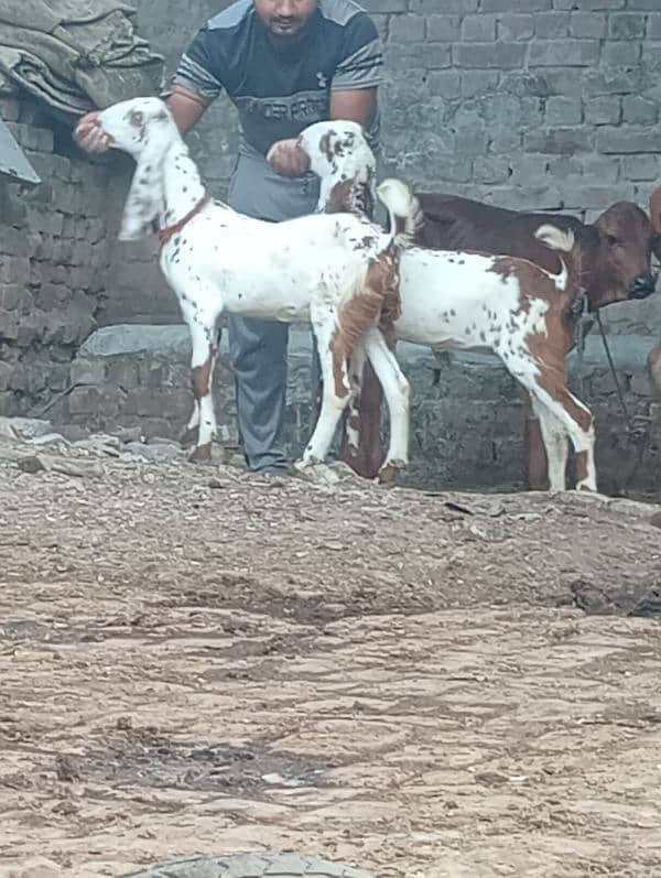 Beetal Gabn Bakri sale 7