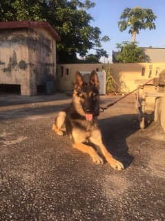 German Shepherd Female avalible