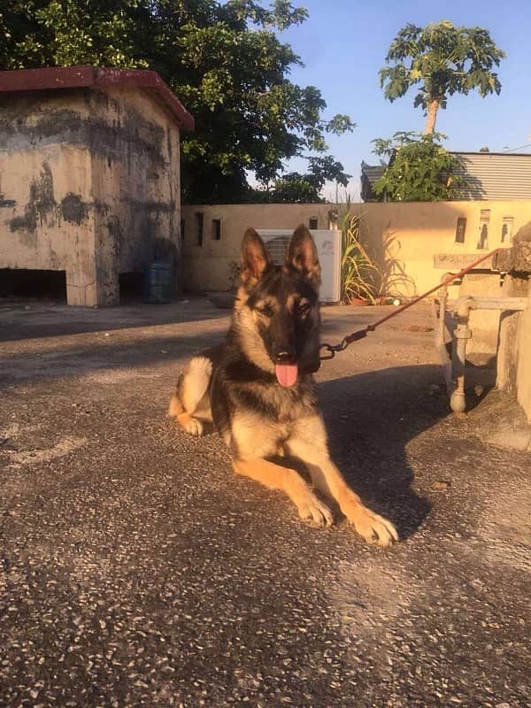 German Shepherd Female avalible 0