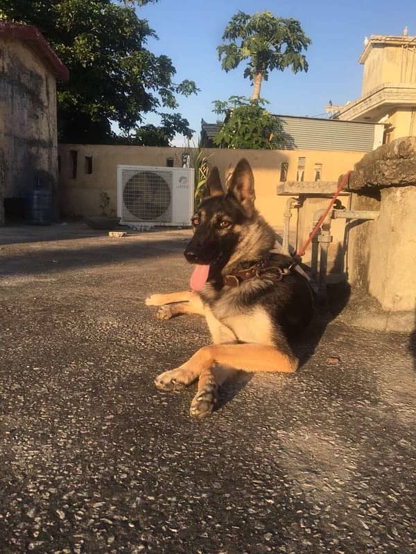 German Shepherd Female avalible 1