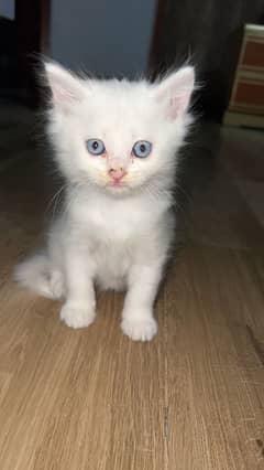 White male perisan Blue eyed Cat