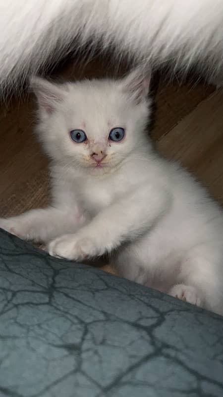 White male perisan Blue eyed Cat 1