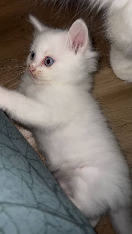 White male perisan Blue eyed Cat 2