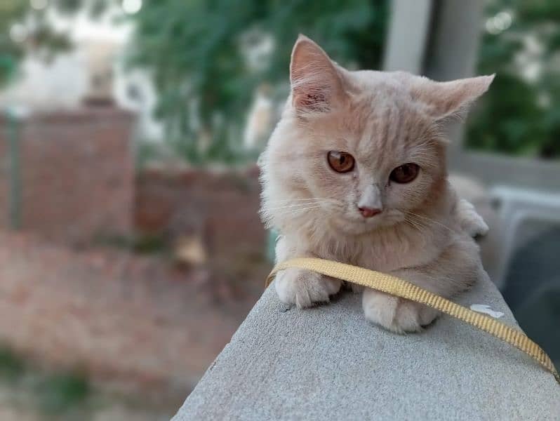 cute Persian cat light brown colour full healthy 1