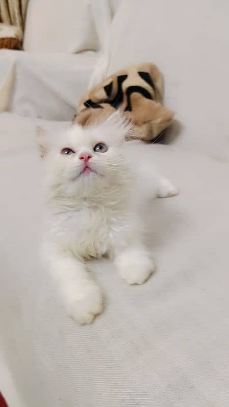 Persian cat My WhatsApp number 0326/74/83/089 0