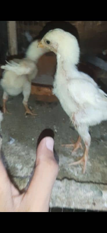 King shamo chiks available 3