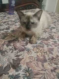 Siamese and Munchkin long hair cat for sale