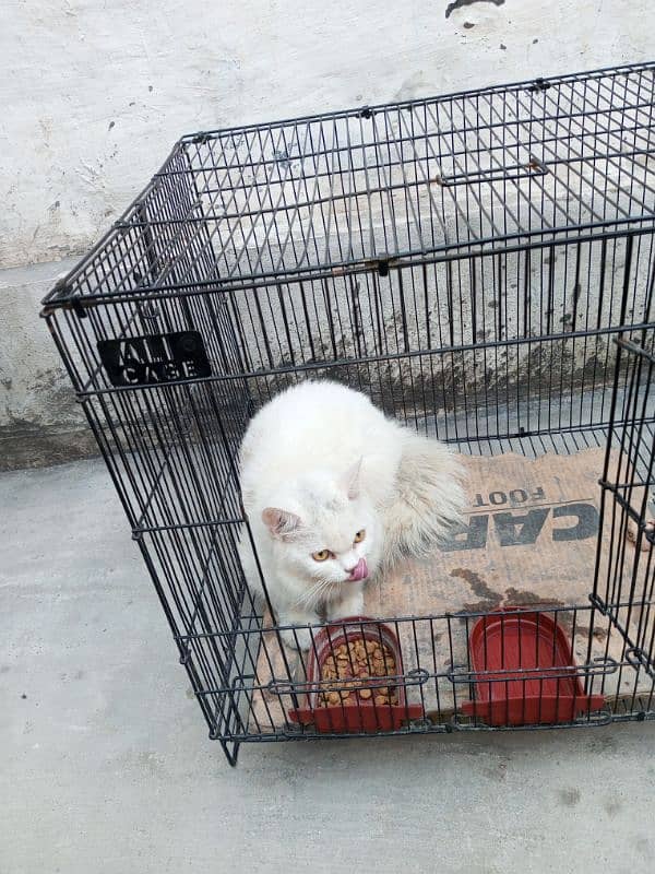 cat for sale 1