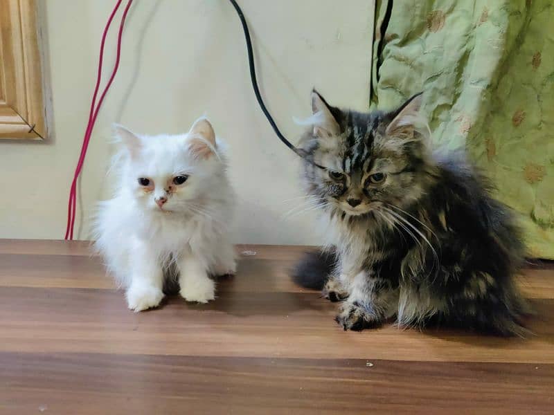 Persian kittens 1