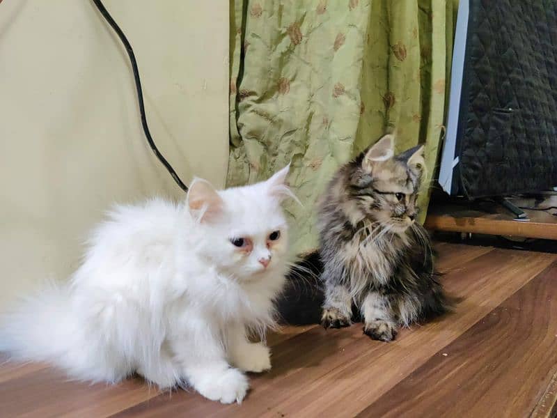 Persian kittens 2