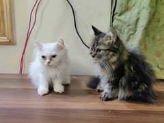 Persian kittens