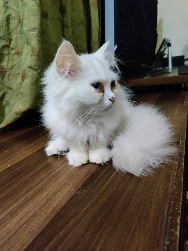 Persian kittens 7