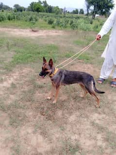 German shepherd,bigyariii, German shepherd female,