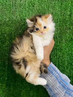 calico female Persian kitten for sale(03035935312)