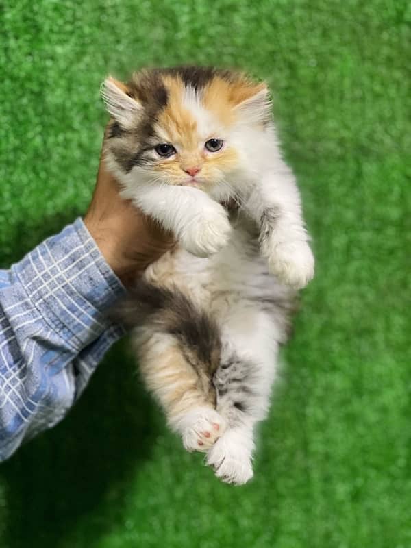 calico female Persian kitten for sale(03035935312) 1