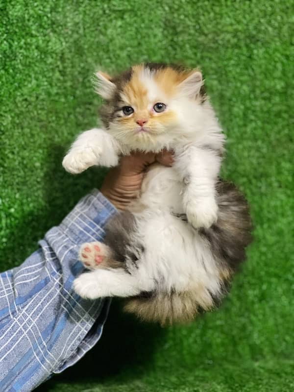 calico female Persian kitten for sale(03035935312) 2