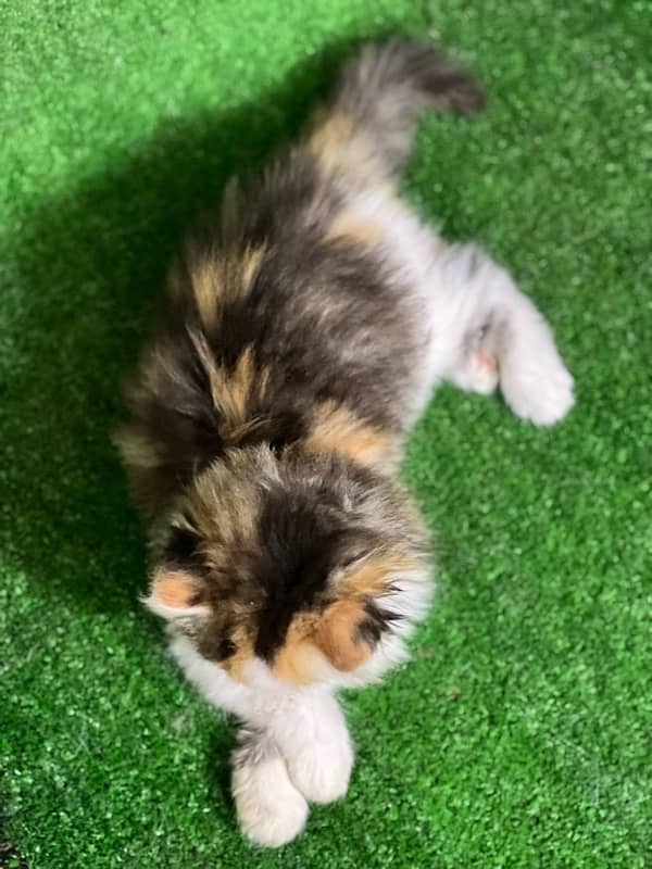 calico female Persian kitten for sale(03035935312) 3