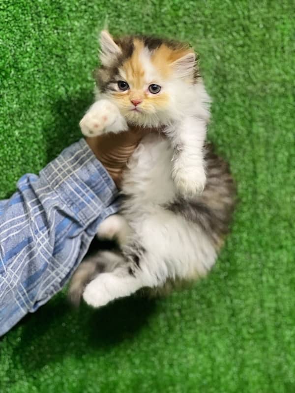 calico female Persian kitten for sale(03035935312) 4