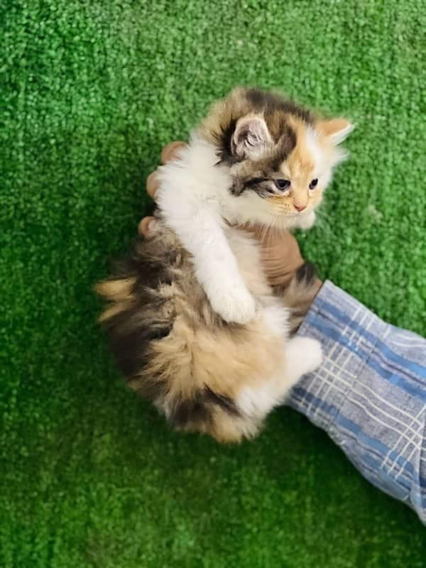 calico female Persian kitten for sale(03035935312) 5