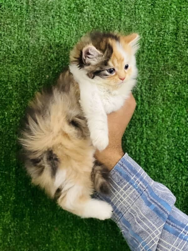 calico female Persian kitten for sale(03035935312) 6