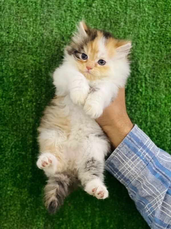 calico female Persian kitten for sale(03035935312) 7