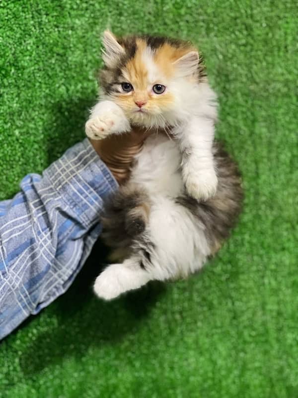 calico female Persian kitten for sale(03035935312) 8