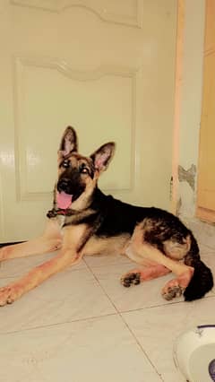 German shepherd