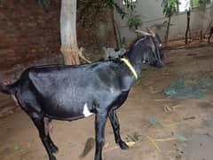 Bakri for sale