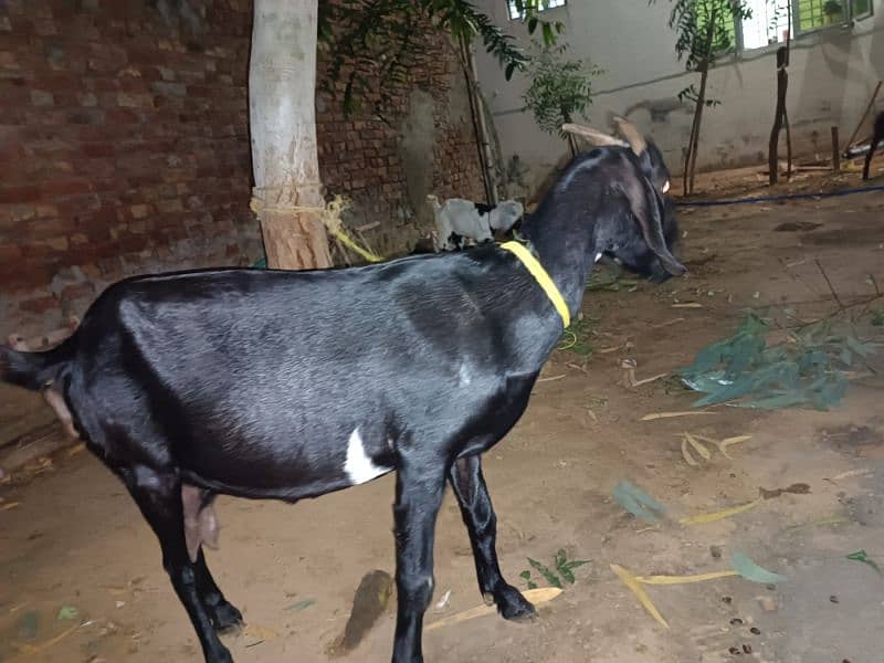 Bakri for sale 0